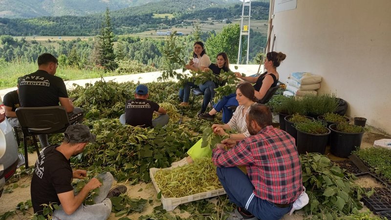 Şavşat Tarımsal Kalkınma Kooperatifi Üretimlerine Devam Ediyor Medya Galerisi