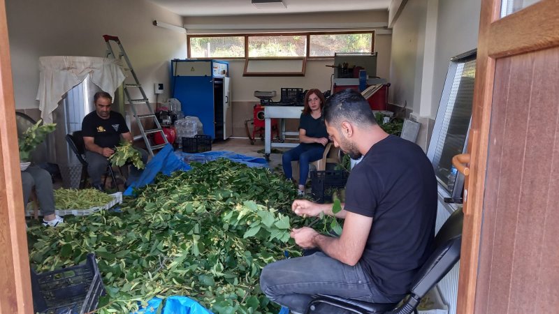 Şavşat Tarımsal Kalkınma Kooperatifi Üretimlerine Devam Ediyor Medya Galerisi