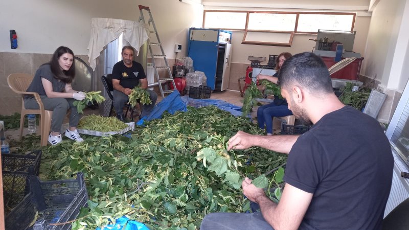 Şavşat Tarımsal Kalkınma Kooperatifi Üretimlerine Devam Ediyor Medya Galerisi